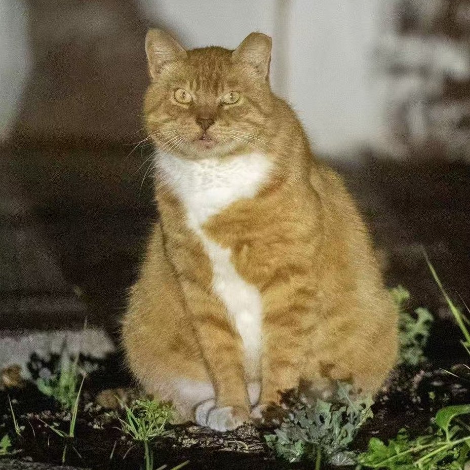 Factory Ginger #C1 / 厂区橘猫 #C1
