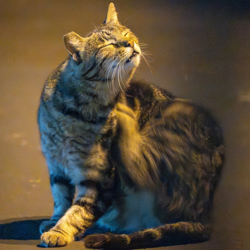 圆脸小狸 / Factory Tabby #E2