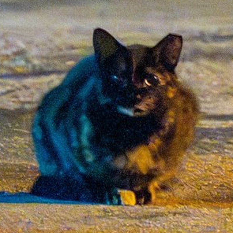 厂区玳瑁 #A1 / Factory Tortie #A1