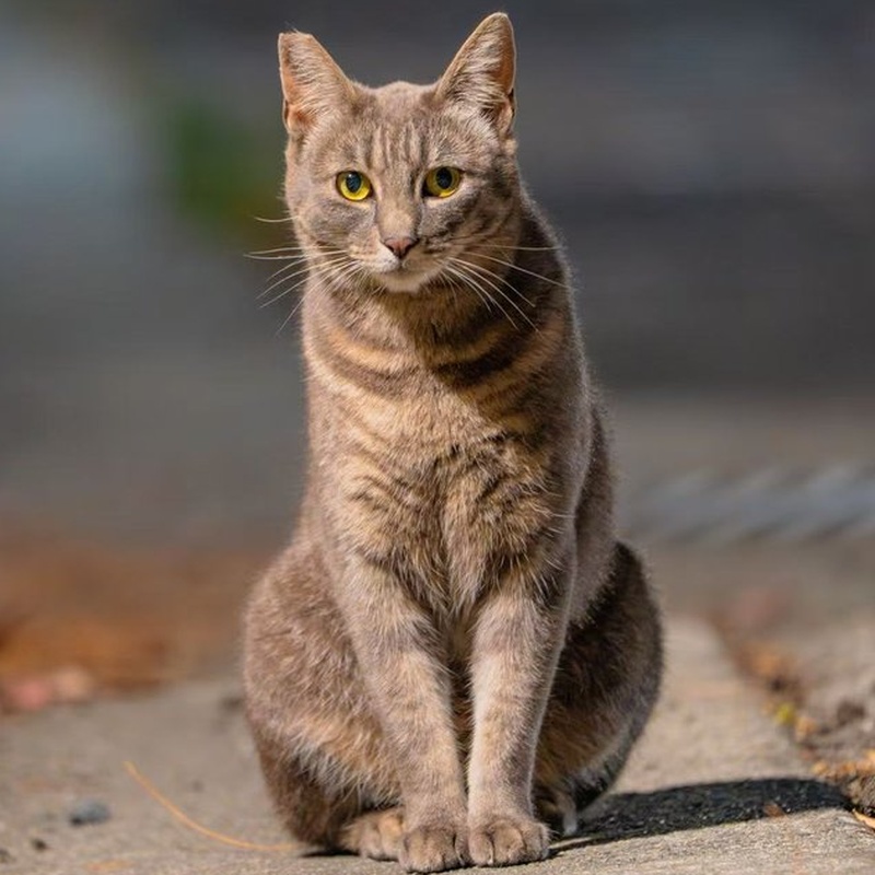 Factory Gray Tabby #S03 / 厂区灰狸 #S03
