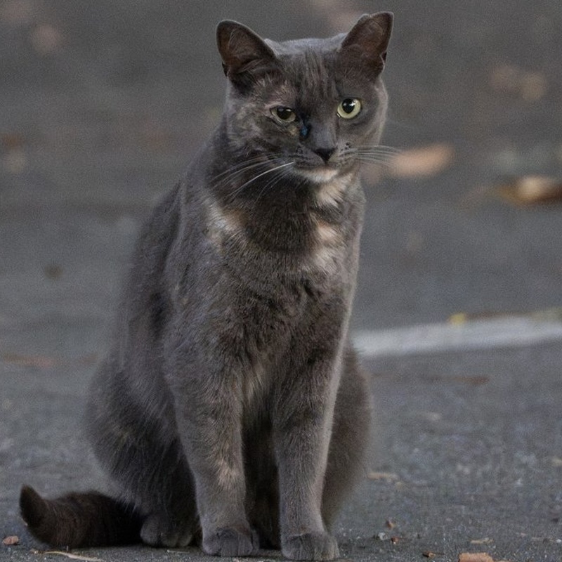 厂区灰玳瑁 #B1 / Factory Dilute Tortie #B1