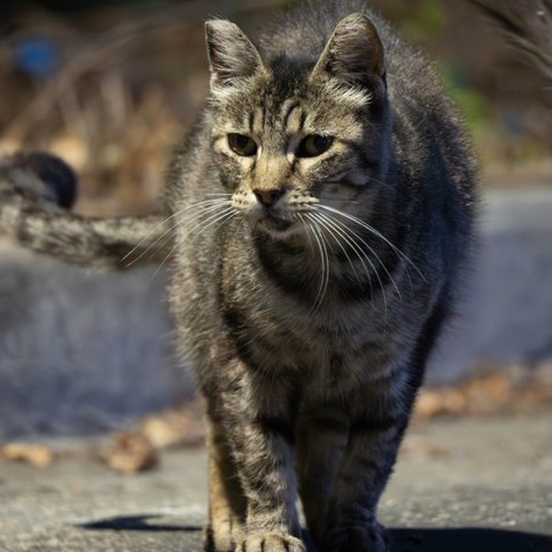 Factory Tabby #D1 / 厂区狸花 #D1