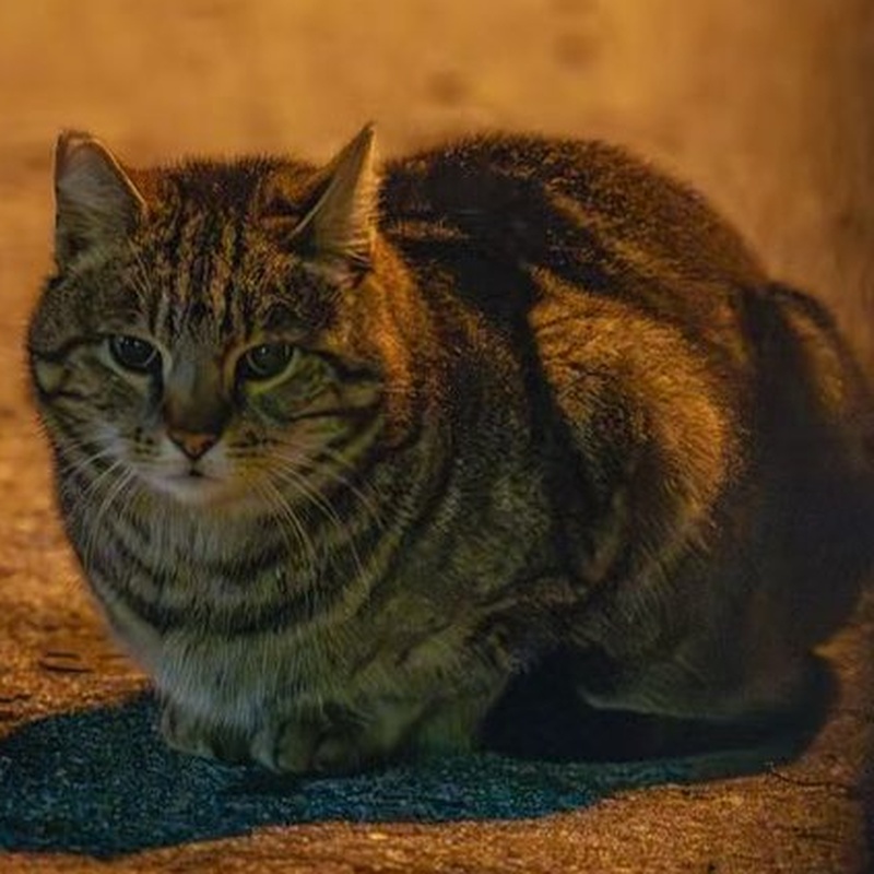 Factory Tabby #E2 / 圆脸小狸