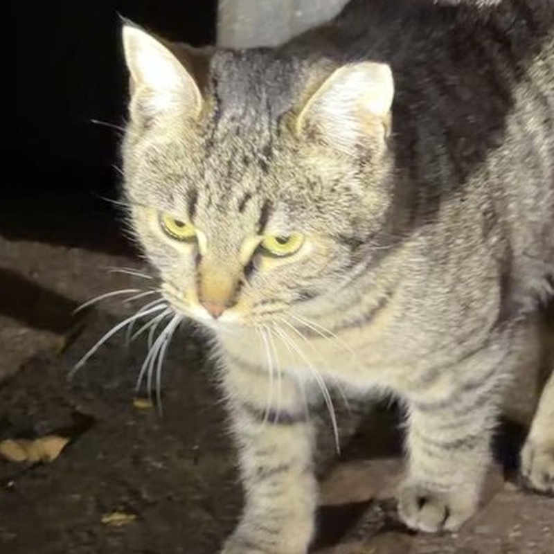 Factory Tabby #D2 / 大嗓门宝宝