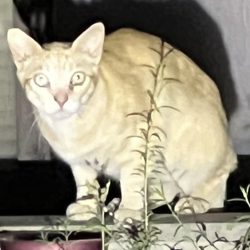 Factory Ginger #D3 / 厂区橘猫 #D3