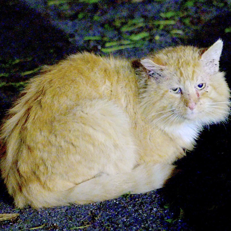 Factory Ginger #S08 / 厂区橘猫 #S08