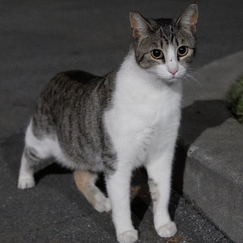 厂区狸白 #B1 / Factory Tabby & White #B1