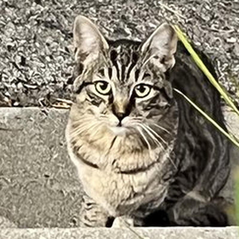 Factory Tabby #S12 / 厂区狸花 #S12
