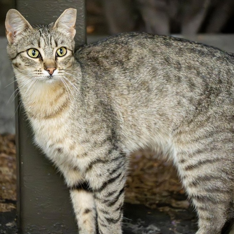 Community Tabby #A1 / 小区狸花 #A1