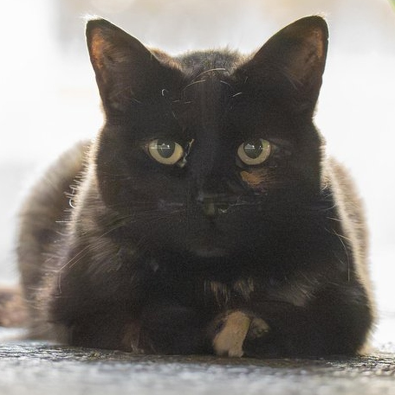 Factory Tortie #B2 / 厂区玳瑁 #B2