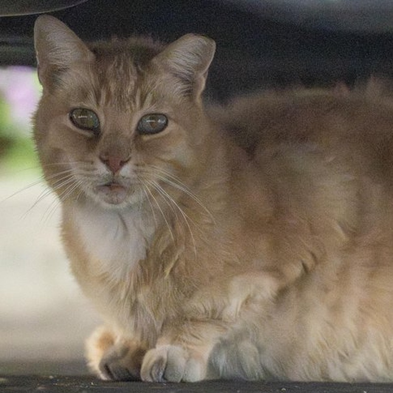 Community Ginger #A1 / 小区橘猫 #A1