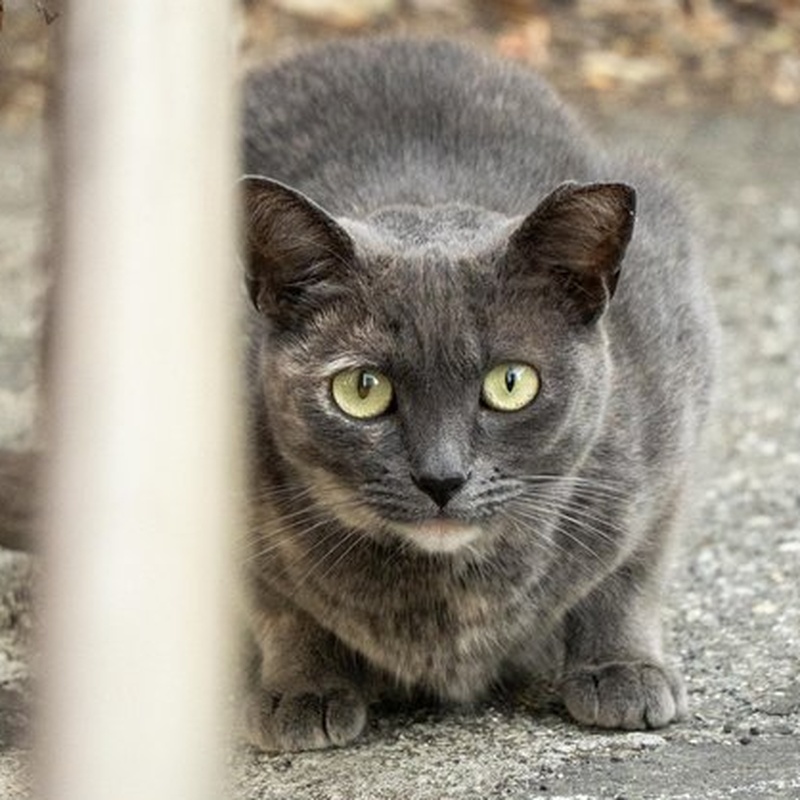 Factory Dilute Tortie #B1 / 厂区灰玳瑁 #B1