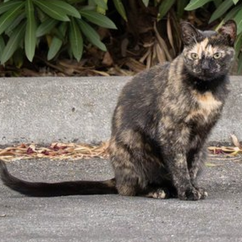 Factory Tortie #B3 / 獴脸玳瑁