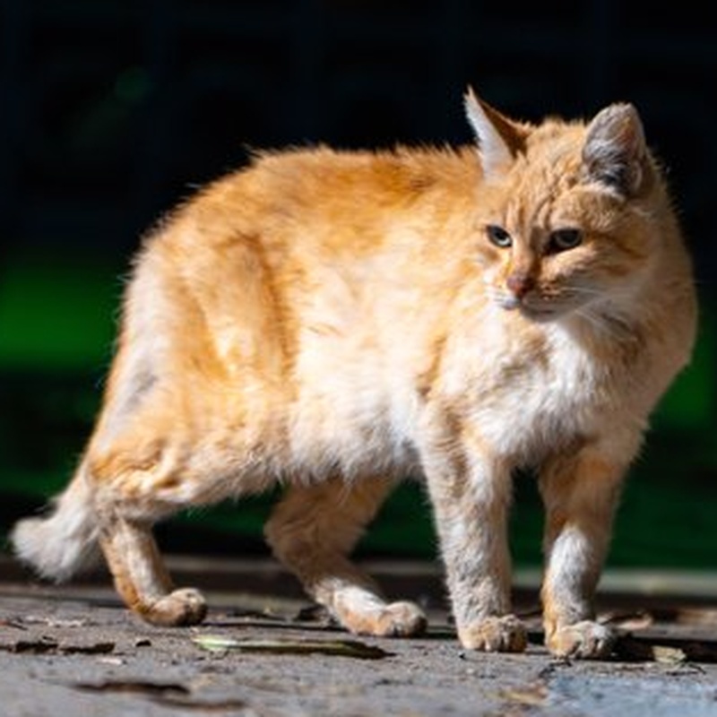 Church Ginger #A1 / 教会橘猫 #A1