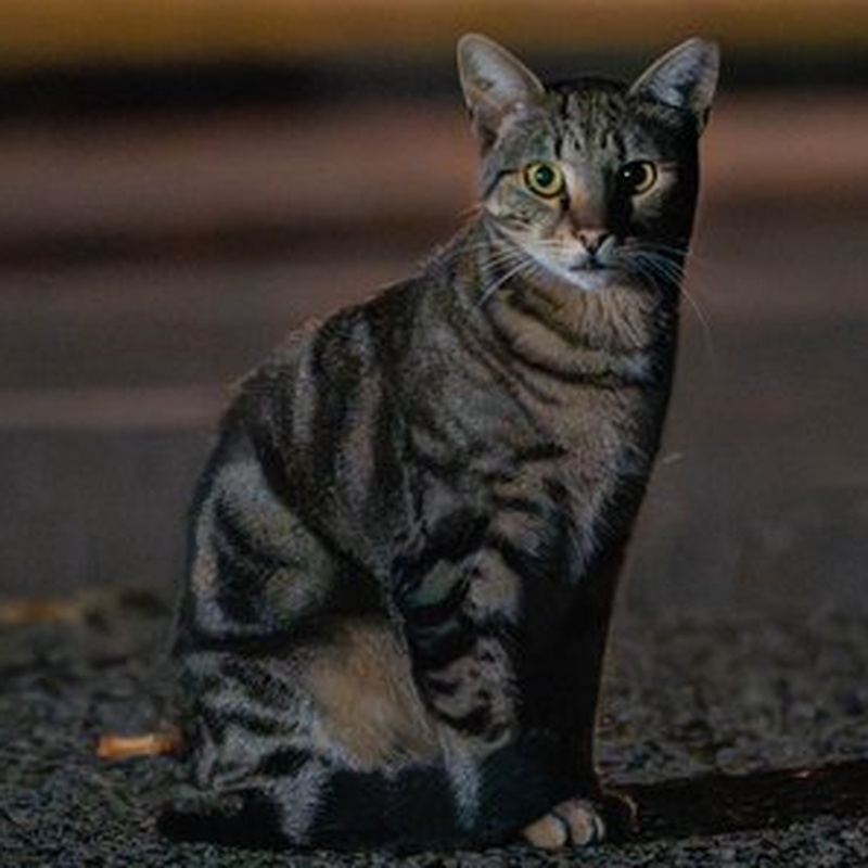 Church Tabby #B1 / 教会狸花 #B1
