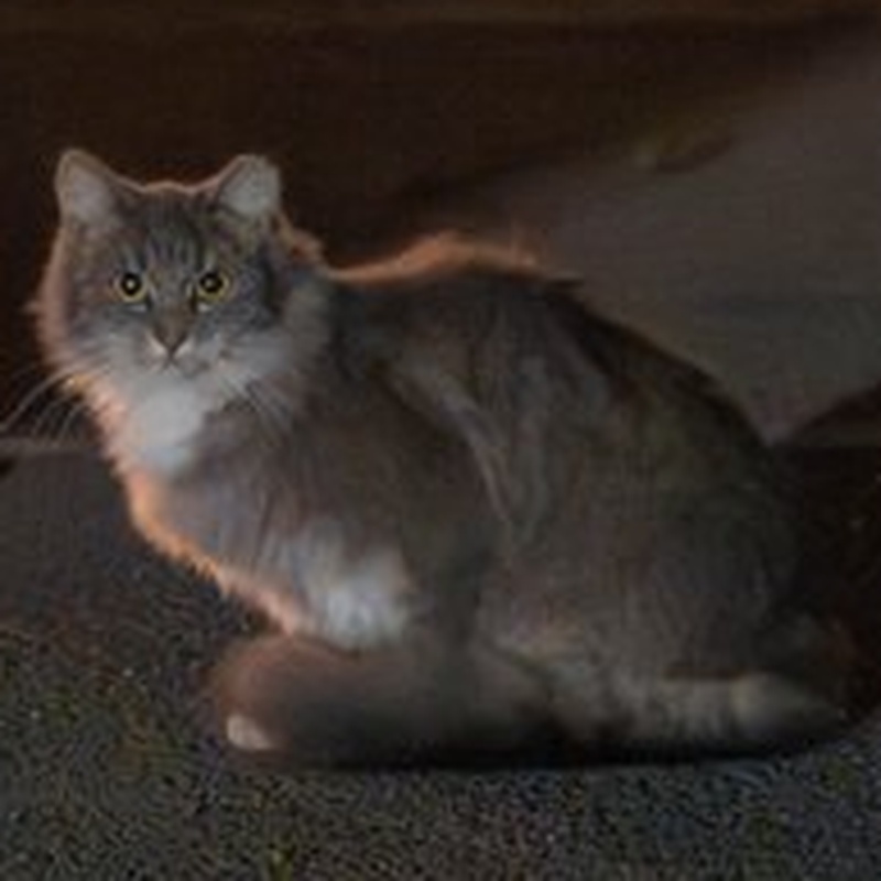 Church Tabby & White #B1 / 教会狸白 #B1