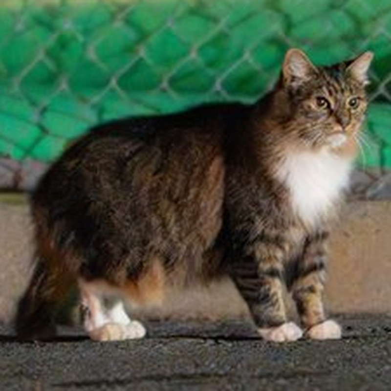 Church Tabby & White #B2 / 教会狸白 #B2