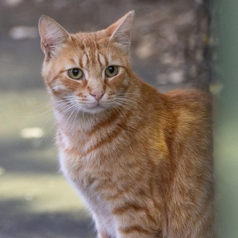 Factory Ginger #D1 / 厂区橘猫 #D1
