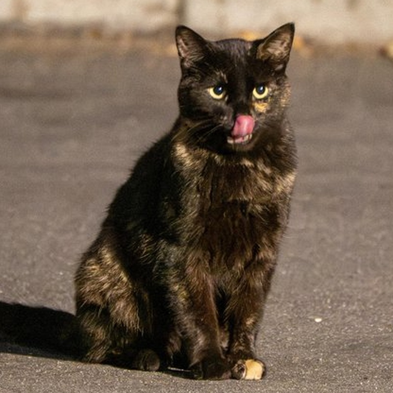 Factory Tortie #B2 / 厂区玳瑁 #B2