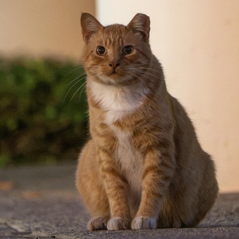 Factory Ginger #C1 / 厂区橘猫 #C1
