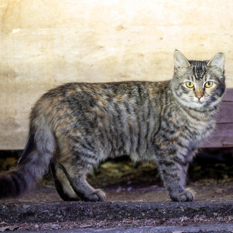 Factory Tabby #D4 / 小猞猁