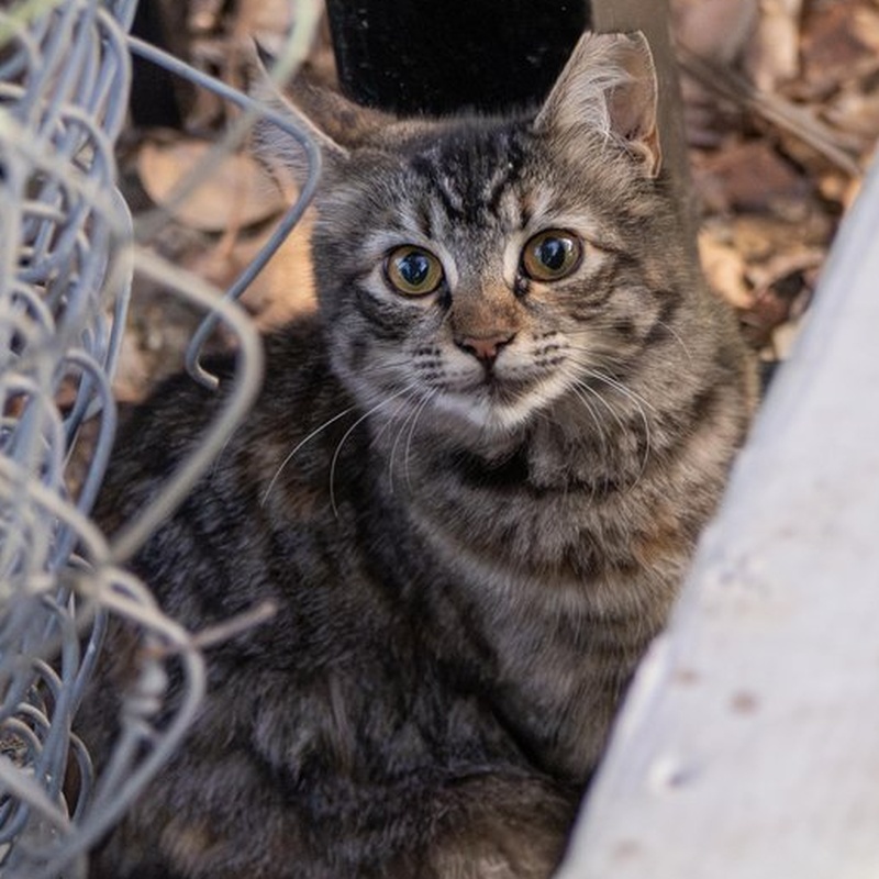Factory Tabby #D4 / 小猞猁