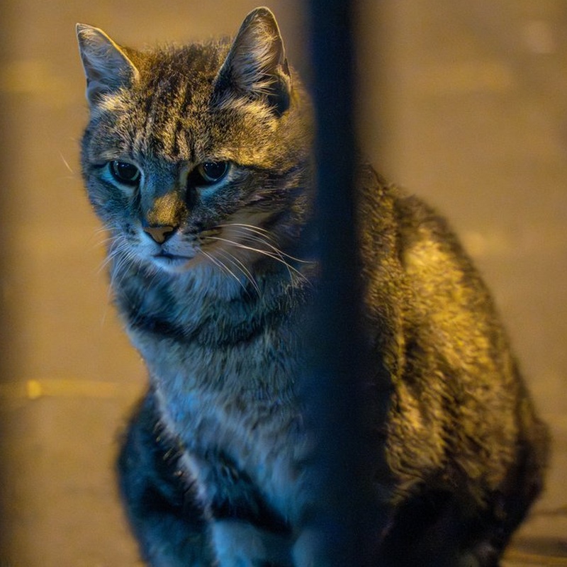 Factory Tabby #E2 / 圆脸小狸