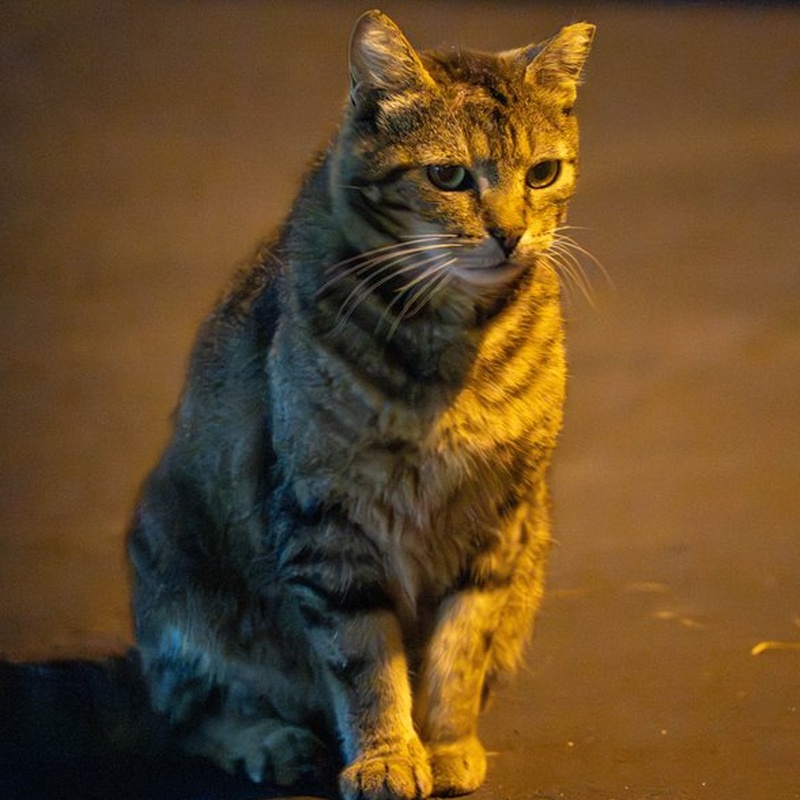Factory Tabby #E1 / 尖脸小狸