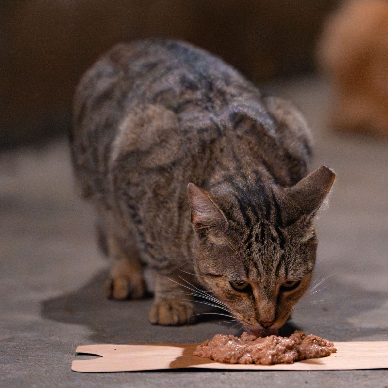 Church Tabby #A1 / 教会狸花 #A1