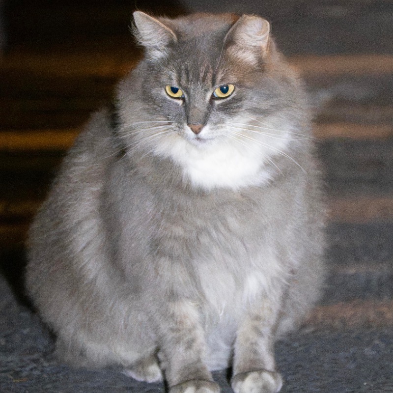 Church Tabby & White #B1 / 教会狸白 #B1