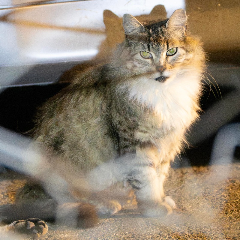 Church Tabby & White #B2 / 教会狸白 #B2