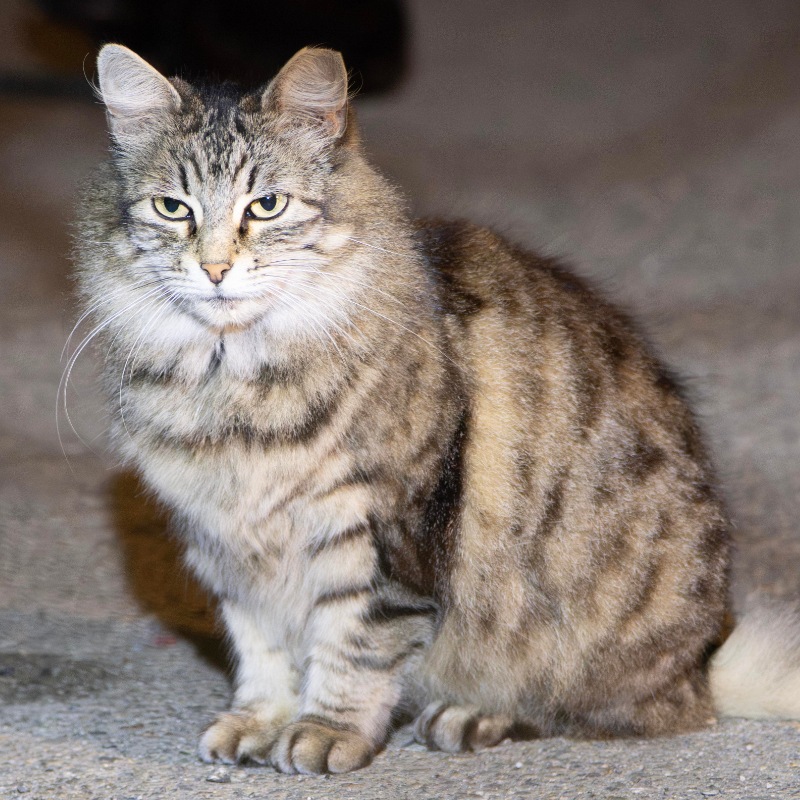 Church Tabby #B2 / 教会狸花 #B2