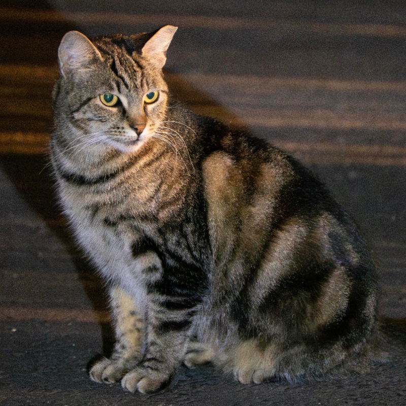 Church Tabby #B1 / 教会狸花 #B1