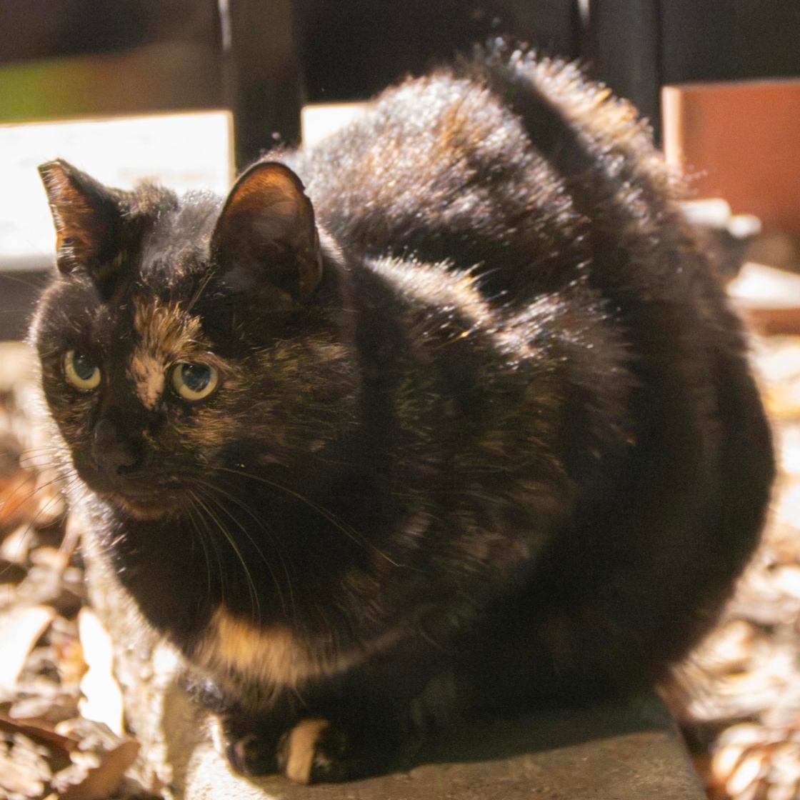 厂区玳瑁 #G2 / Factory Tortie #G2