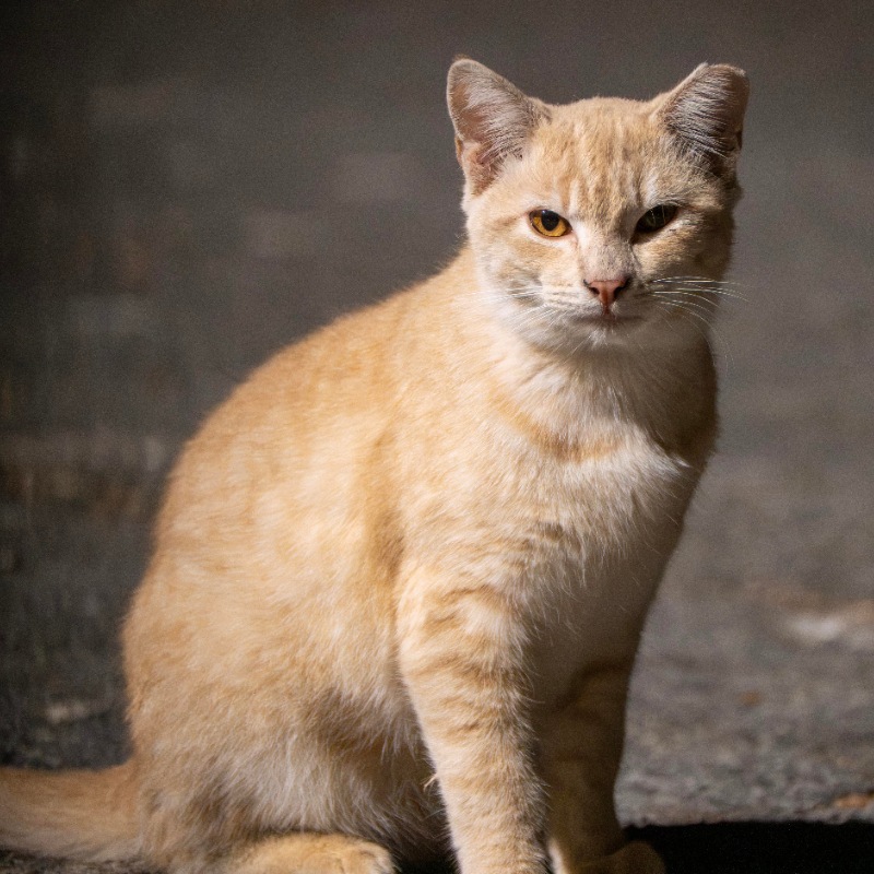 厂区橘猫 #D4 / Factory Ginger #D4