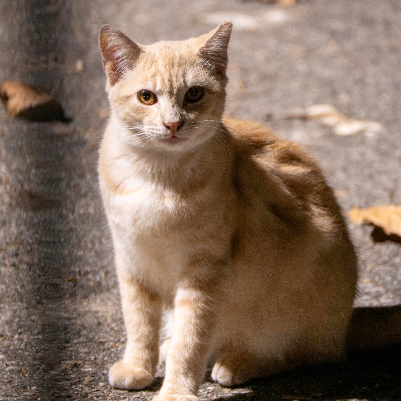 Factory Ginger #D4 / 厂区橘猫 #D4