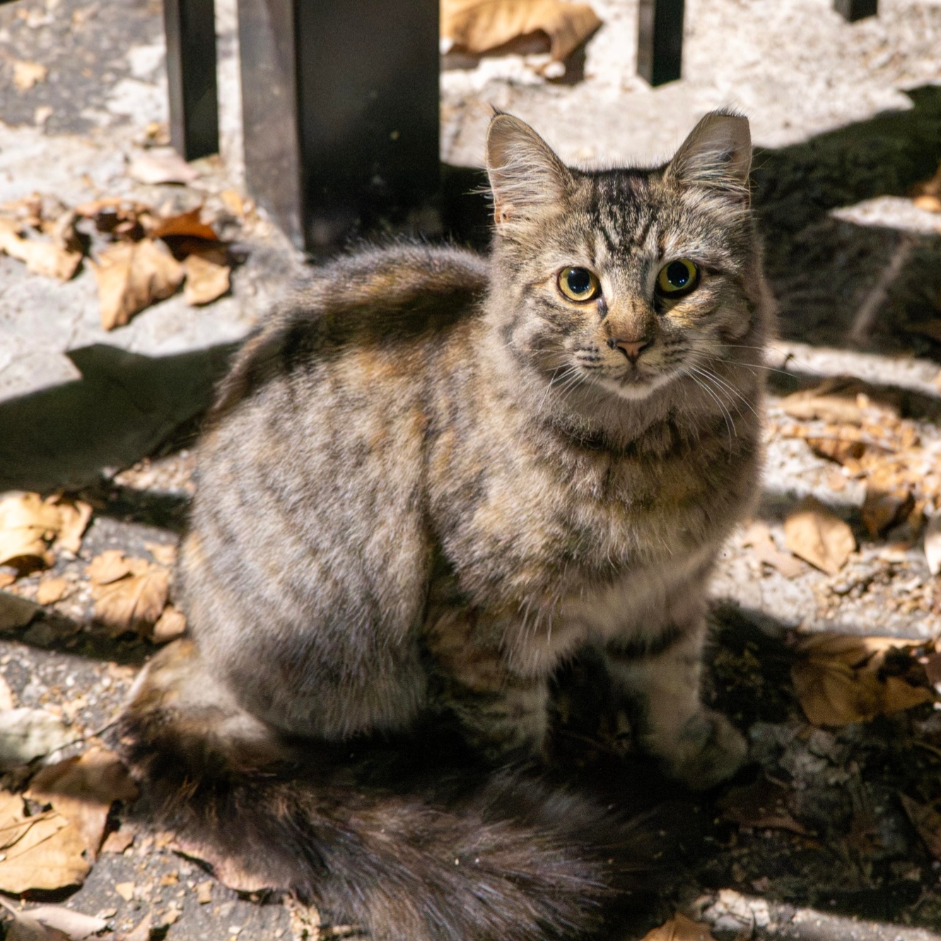 小猞猁 / Factory Tabby #D4